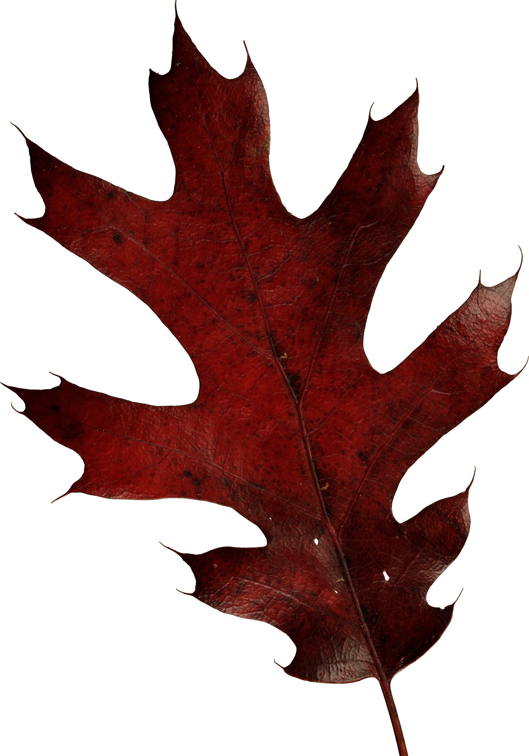 Autumn Png Leaf - Oak Leaf Transparent Background (1803x2575)
