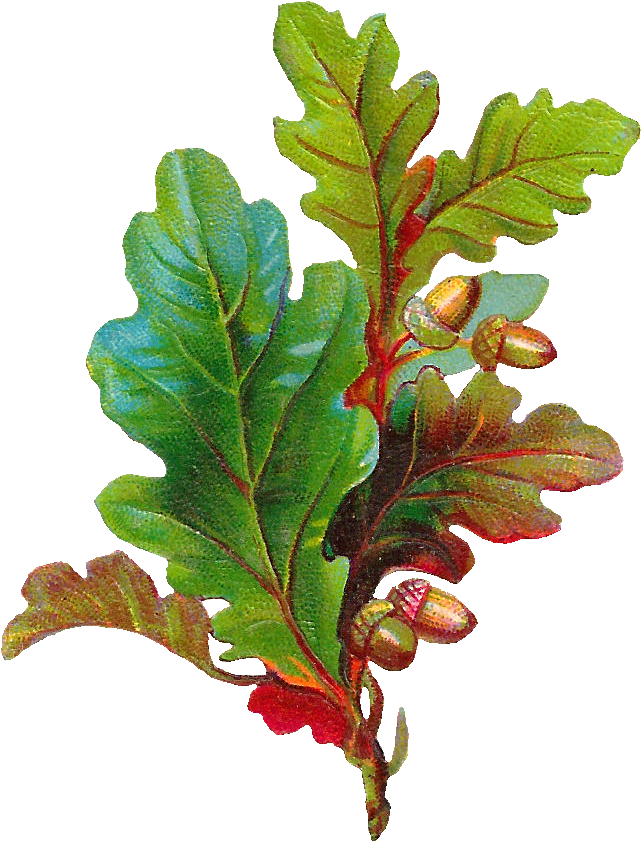 Free Acorn Clip Art - Oak Leaves And Acorns (766x964)