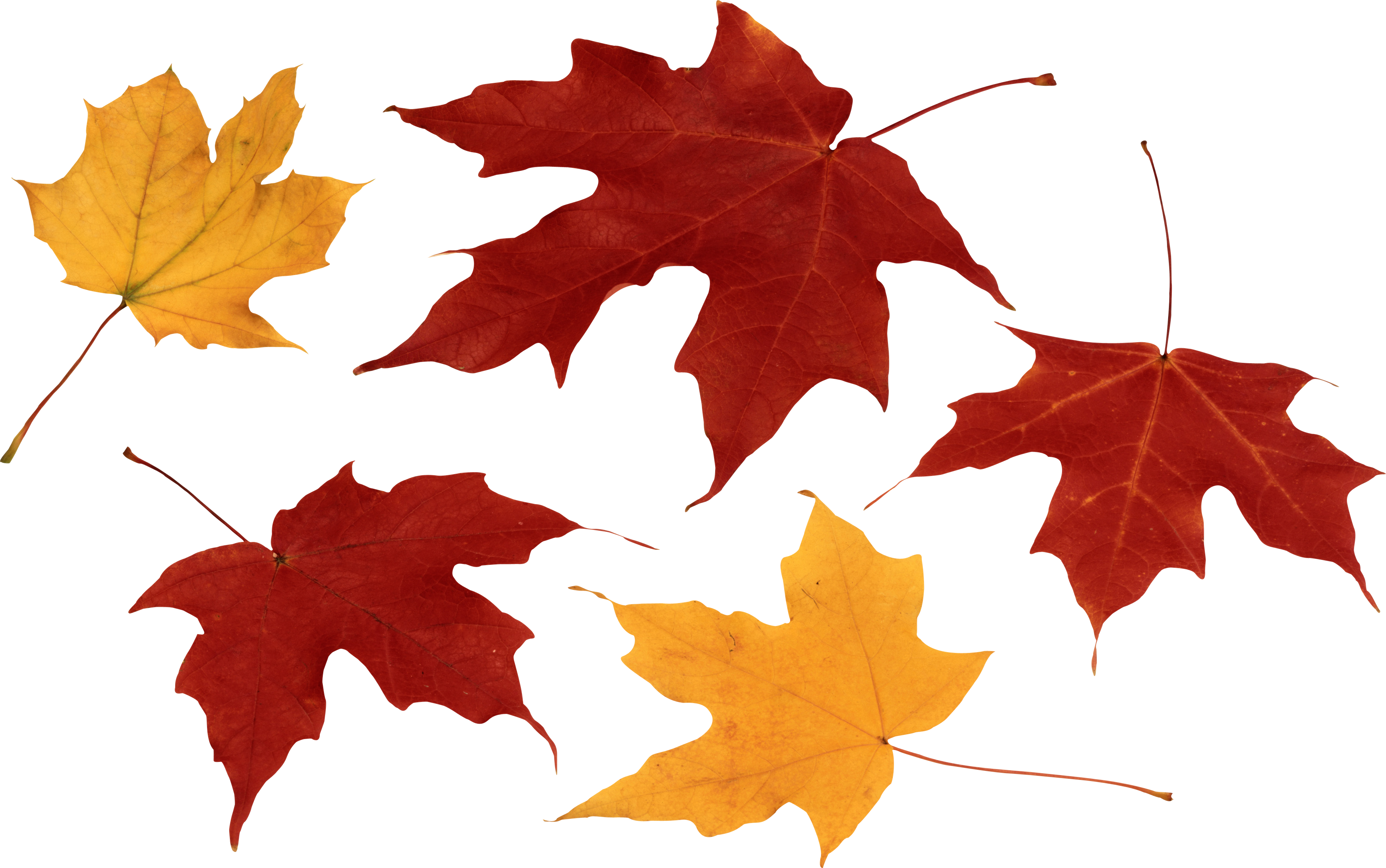 Autumn Png Leaf - Autumn Leaves Png (3696x2316)
