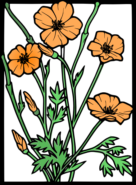 California Poppy Flower Clip Art (438x593)