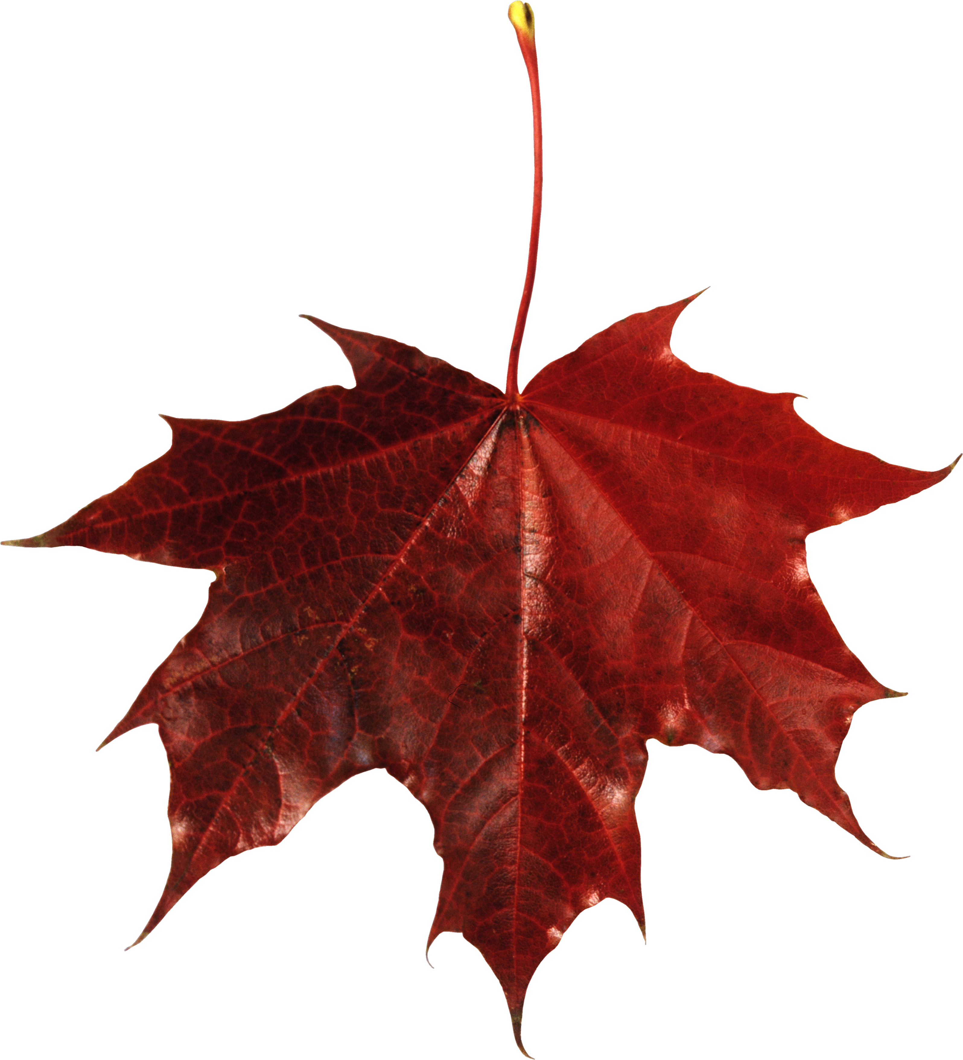 Autumn Png Leaf - Maple Leaf Transparent Background (3192x3512)