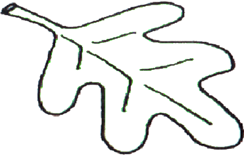 Oak Leaf Pattern Printable Leaves Coloring Pages - Oak (476x333)