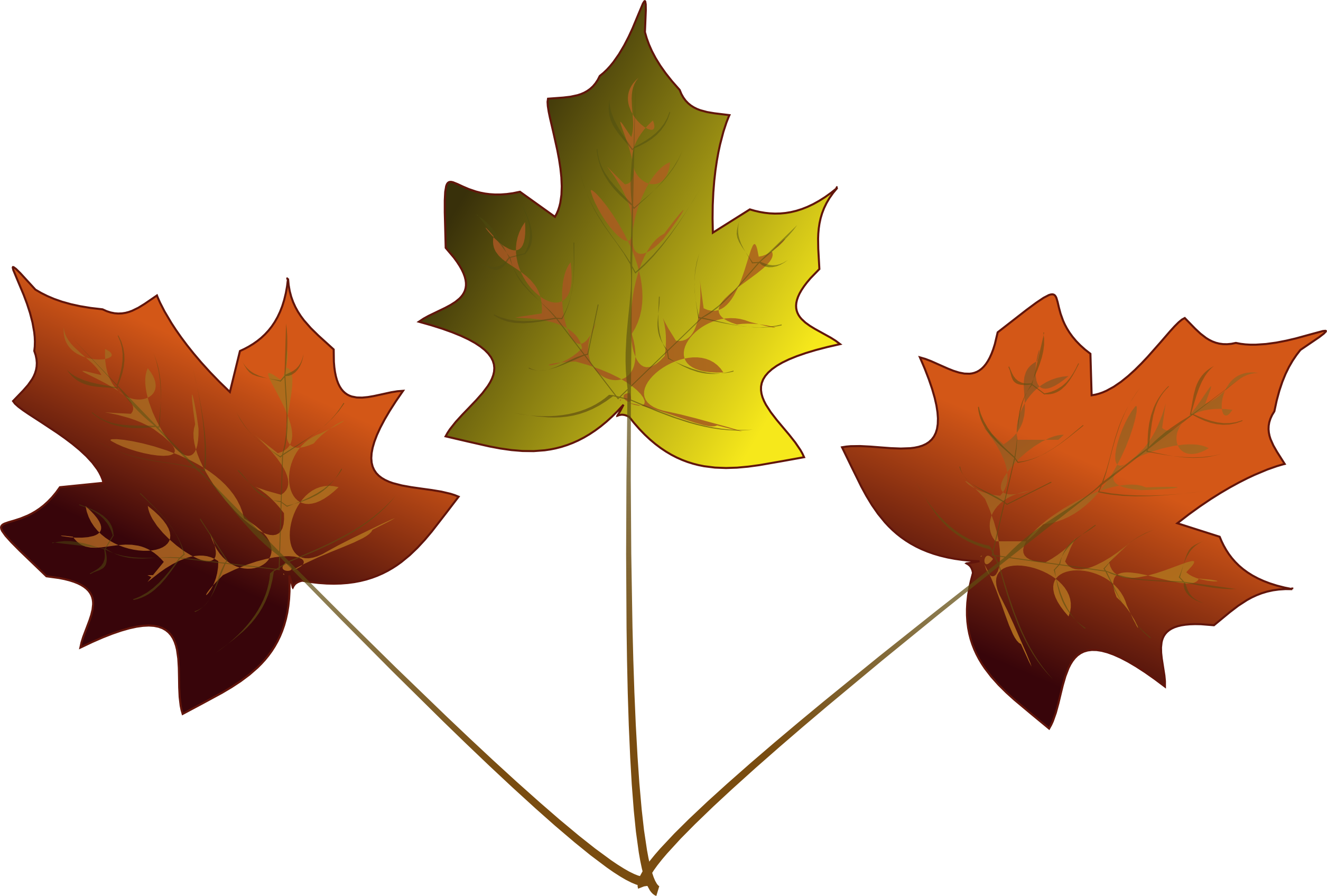 Drawn Maple Leaf Transparent - 3 Maple Leafs Drawing (2511x1695)