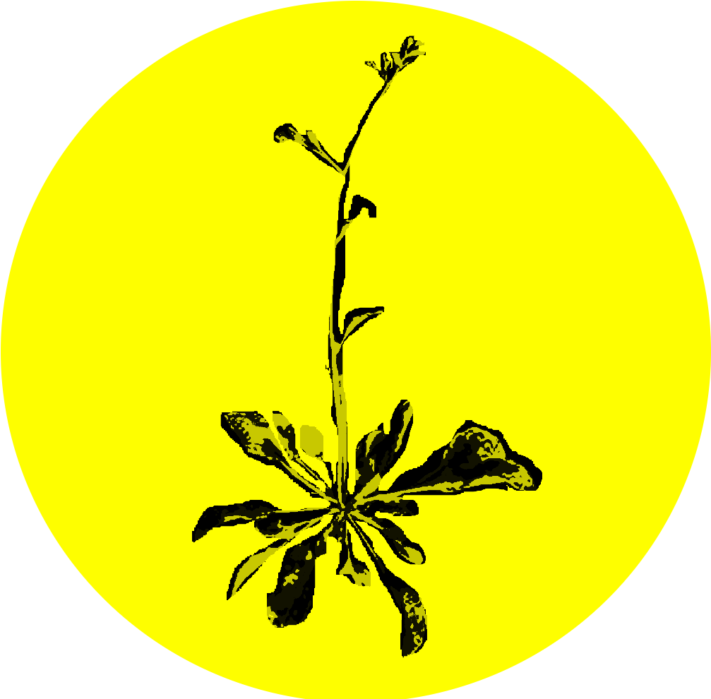 Bolt - Circle (1106x1001)