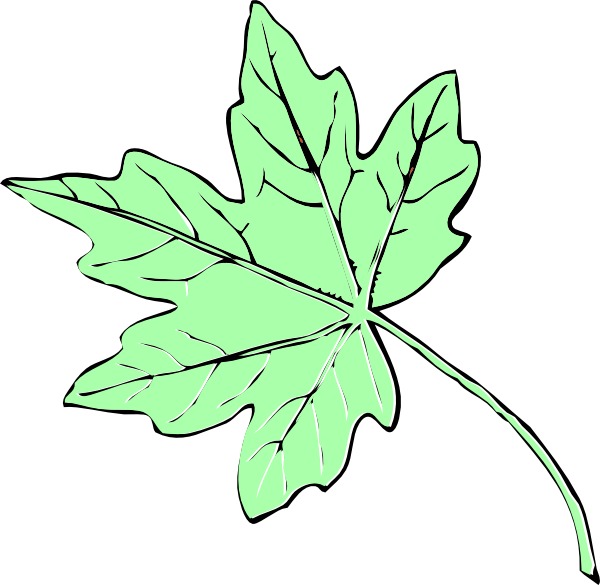 Light Green Maple Leaf Clip Art - Fall Leaves Clip Art (600x585)