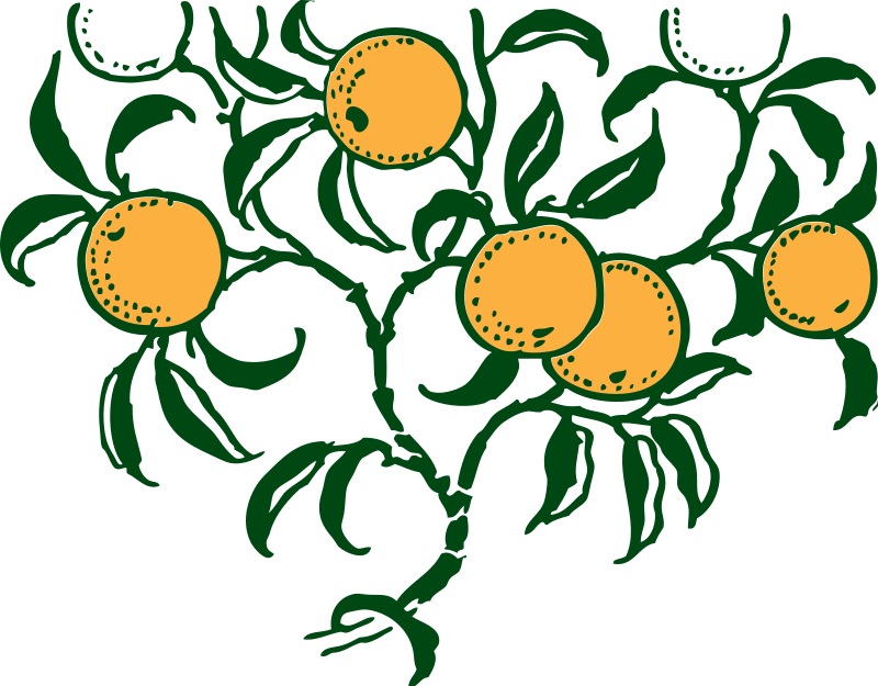 Branch Clip Art Download - Orange Tree Vector Art (800x625)