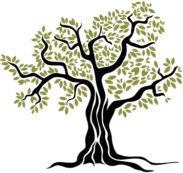 Arbol Del Olivo - Olive Tree Vector Png (374x352)