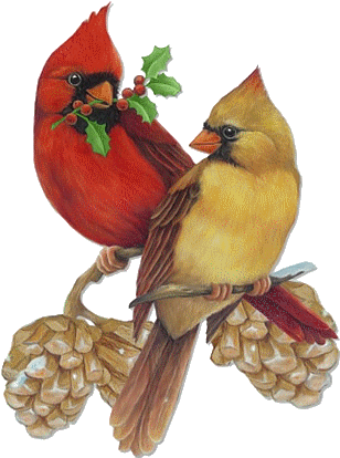 Christmas Cardinal Stock Images, Royalty-free Images - Male And Female Cardinal Drawing (313x437)