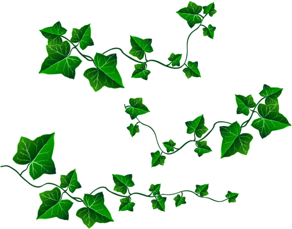 Stenciling - Ivy Leaf Clip Art (600x477)