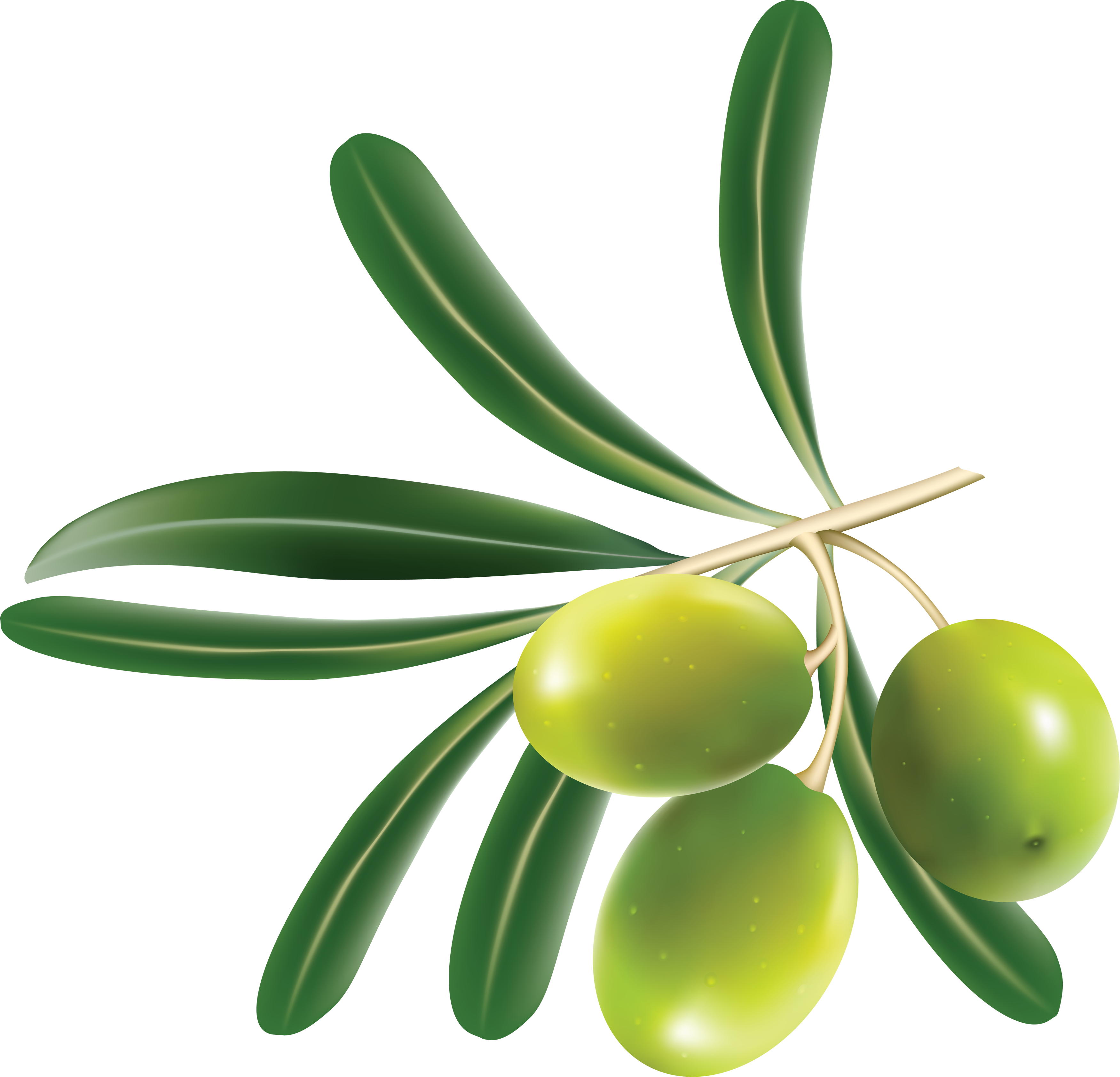 Olive Leaf Clip Art - Green Olive Png (3502x3367)