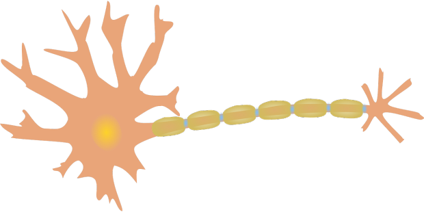Neuron - Neuron Clipart (620x310)