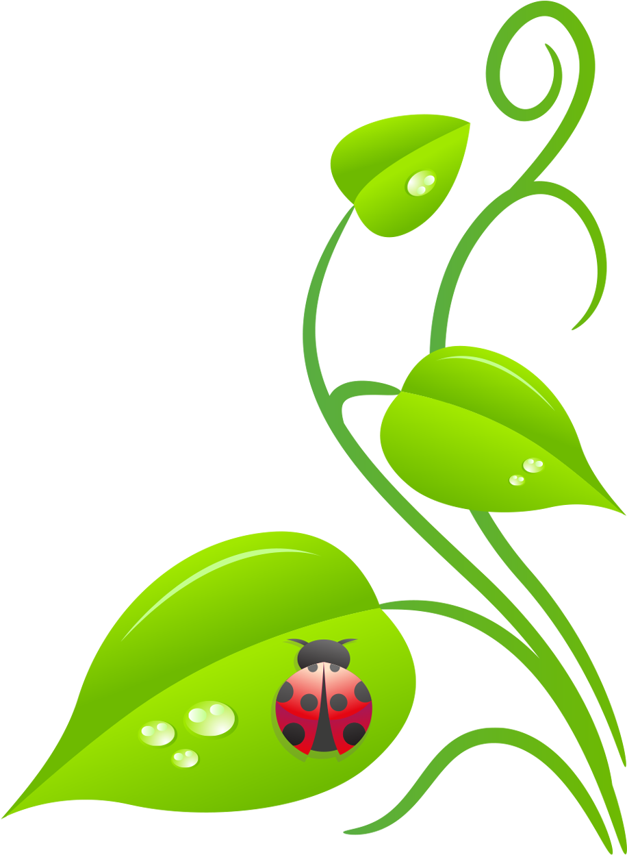 Ladybug Vine - Botanical Gardens Clip Art (953x1300)