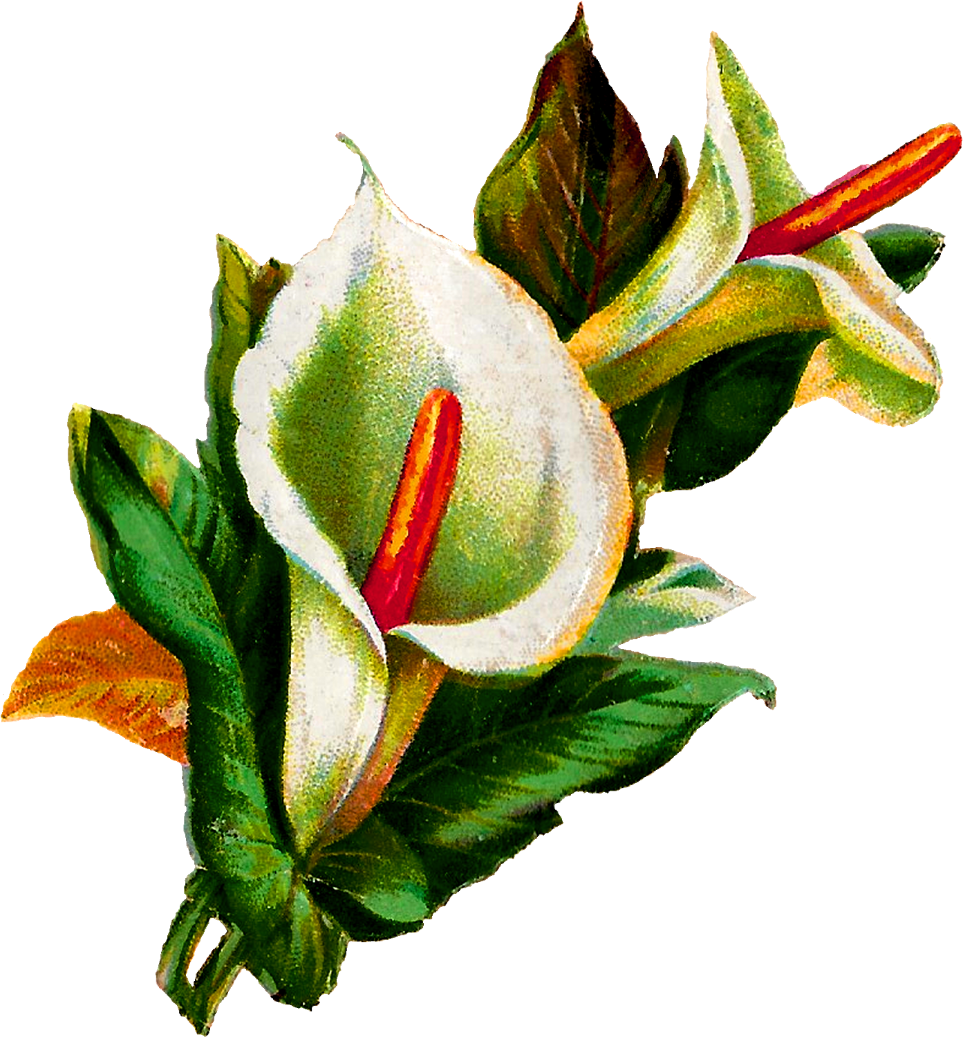 Flower Calla Lily Digital Clipart Download Botanical - Calla Lily Botanical Illustration (1470x1600)