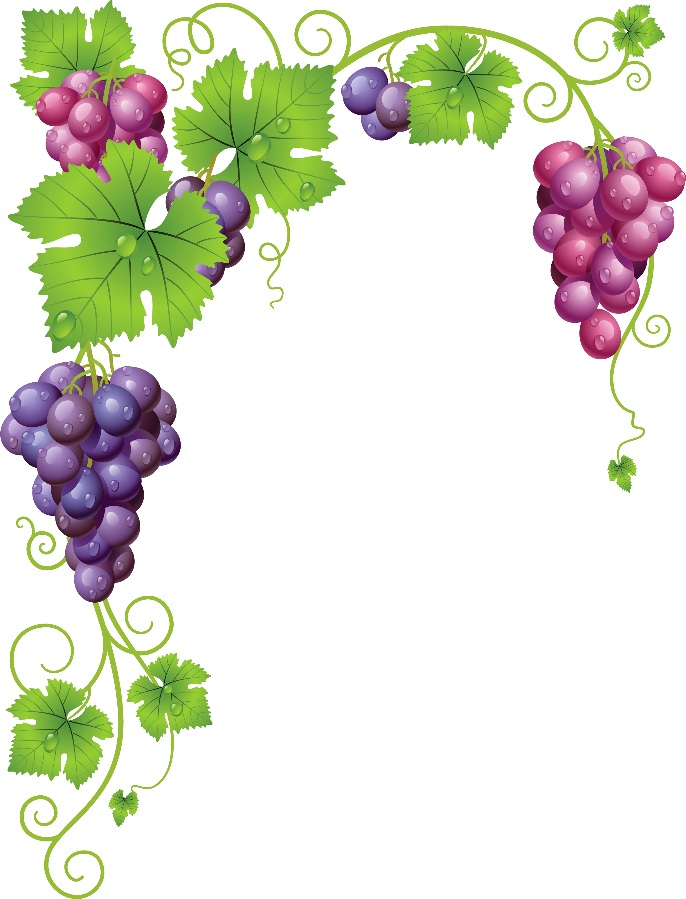 Vine Clipart Vineyard Grape - Grapes Frame (2566x3316)