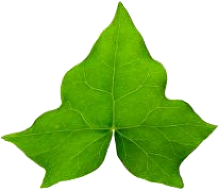 Common Ivy Hedera Hibernica Leaf Vine Clip Art - Common Ivy Hedera Hibernica Leaf Vine Clip Art (626x486)