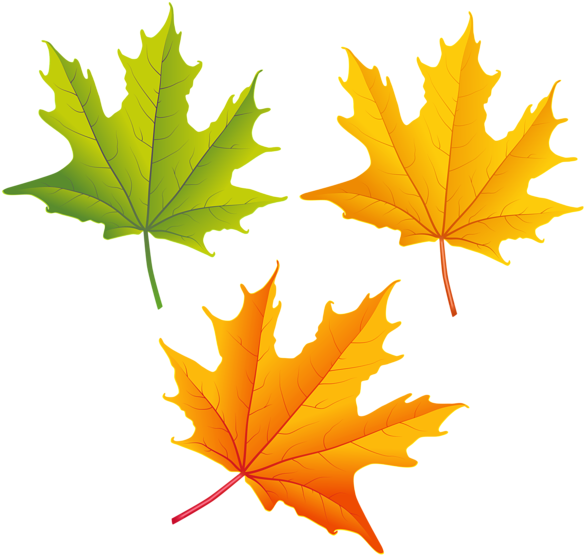 Set Of Autumn Leaves Png Clipart Image - Autumn Leaf Png Clipart (850x805)