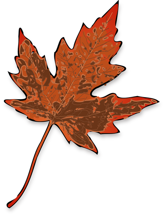 Brown Fall Leaf Clip Art - Maple Leaf Clip Art (549x720)