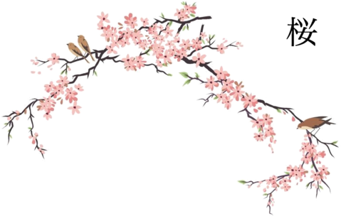 Anispace - Net - Namaniekoutei - Japanese Cherry Blossom Drawing (500x321)