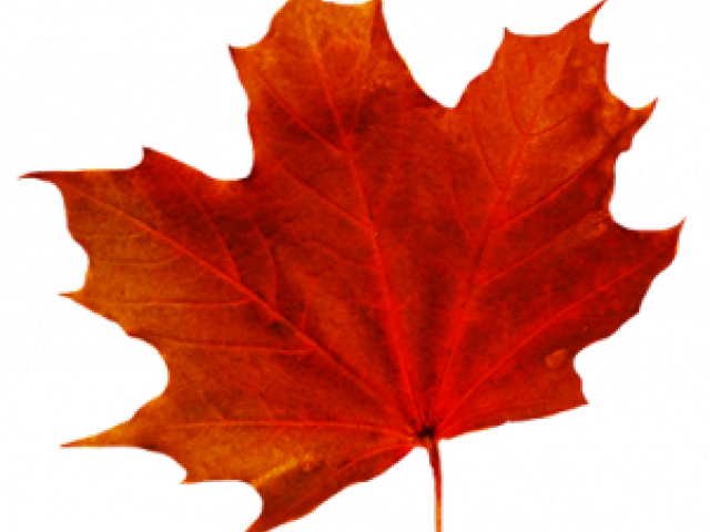 Maple Leaf Clipart Transparent Background - Transparent Background Maple Leaf Png (640x480)