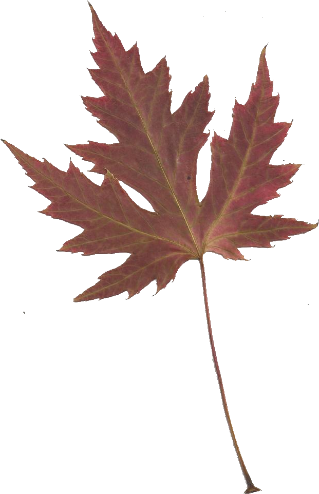 Leaping Frog Designs - Japanese Maple Leaf Transparent (716x1000)