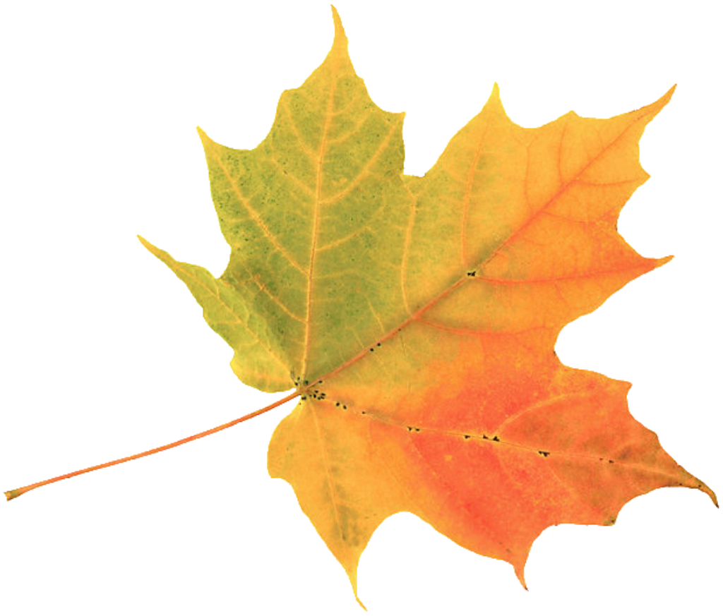 Autumn Leaf Color Maple Leaf Clip Art - Autumn Leaf Color Maple Leaf Clip Art (1024x873)
