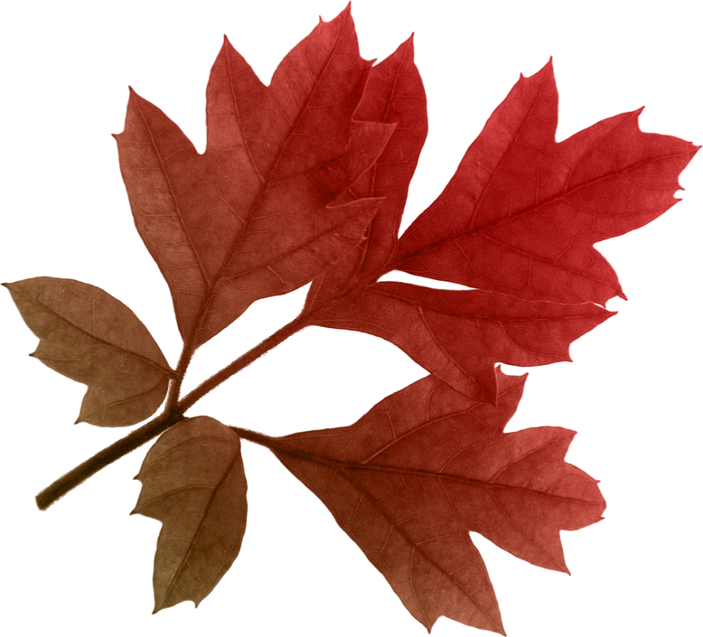 Autumn Png Leaf - Autumn Png Leaf (1024x928)