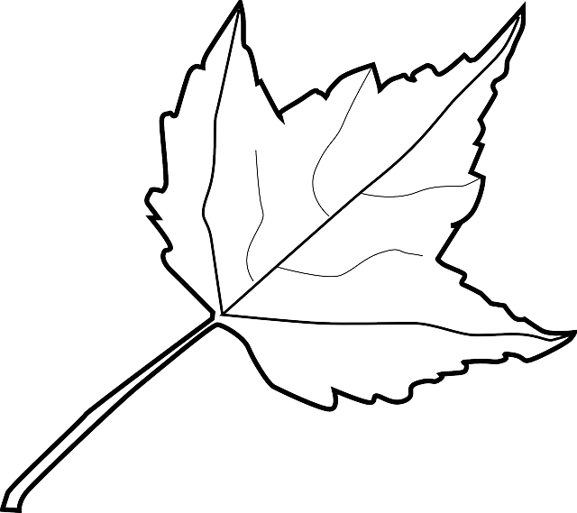 Explore Autumn, Clipart Black And White, And More - Outline Image Of Leaf (640x569)