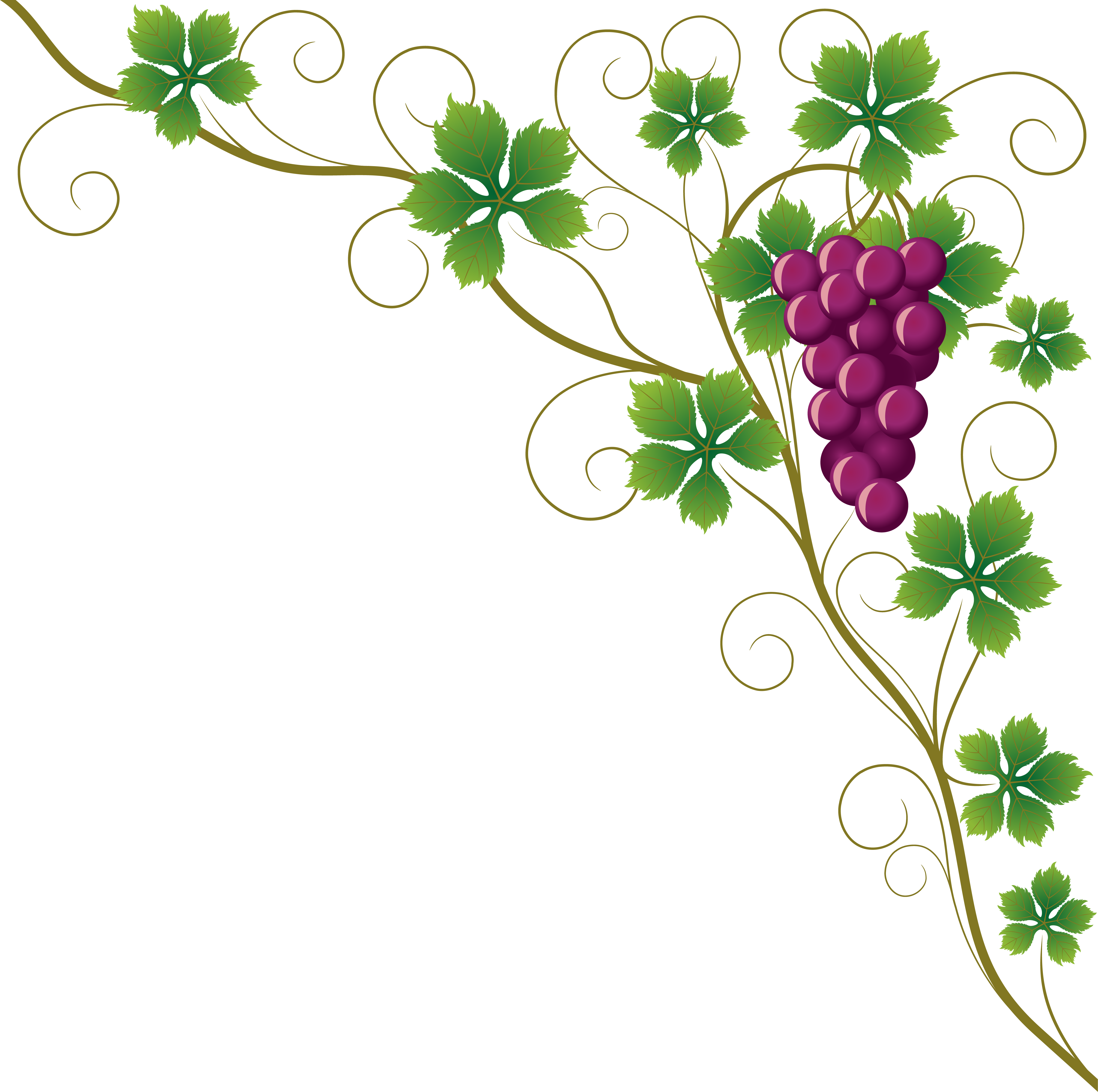 Common Grape Vine Grape Leaves Wine Clip Art - Grapes Border Png (4759x4732)