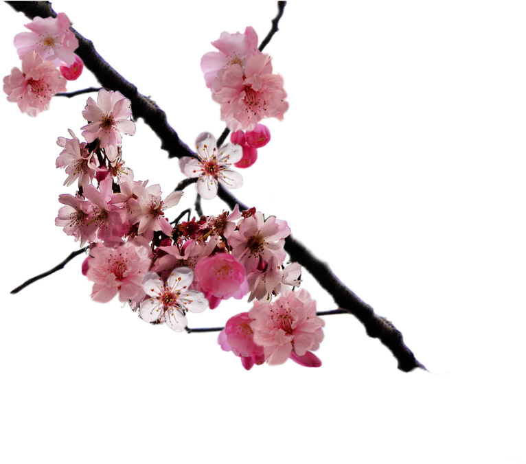 Cherry Blossom Clipart Cerry - Floral Grace Framed Print (508mm X 508mm 20in X 20in) (900x675)