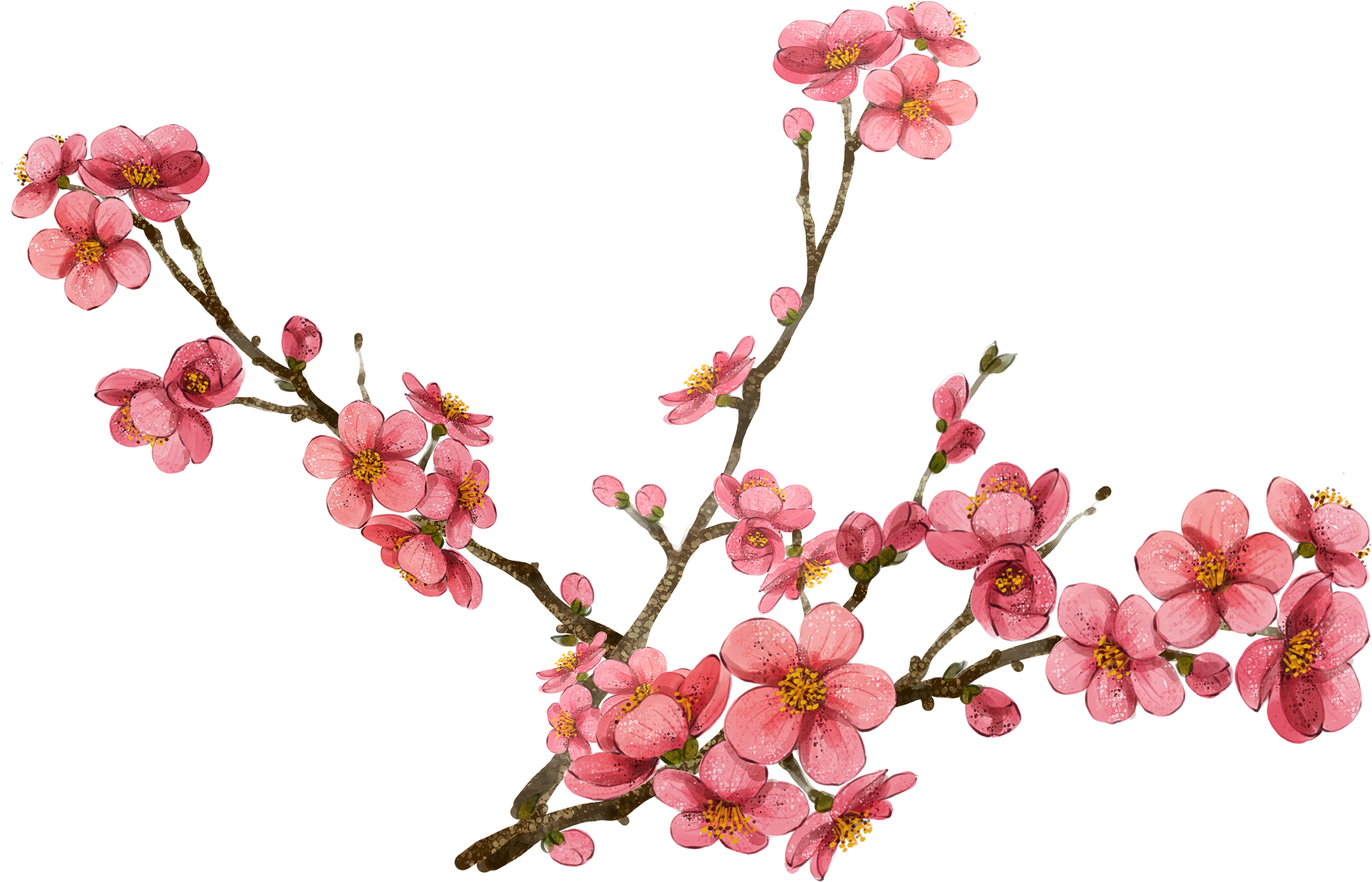 Watercolor Painting Plum Blossom Clip Pink Plum Blossom - Watercolor Painting Plum Blossom Clip Pink Plum Blossom (2563x2252)