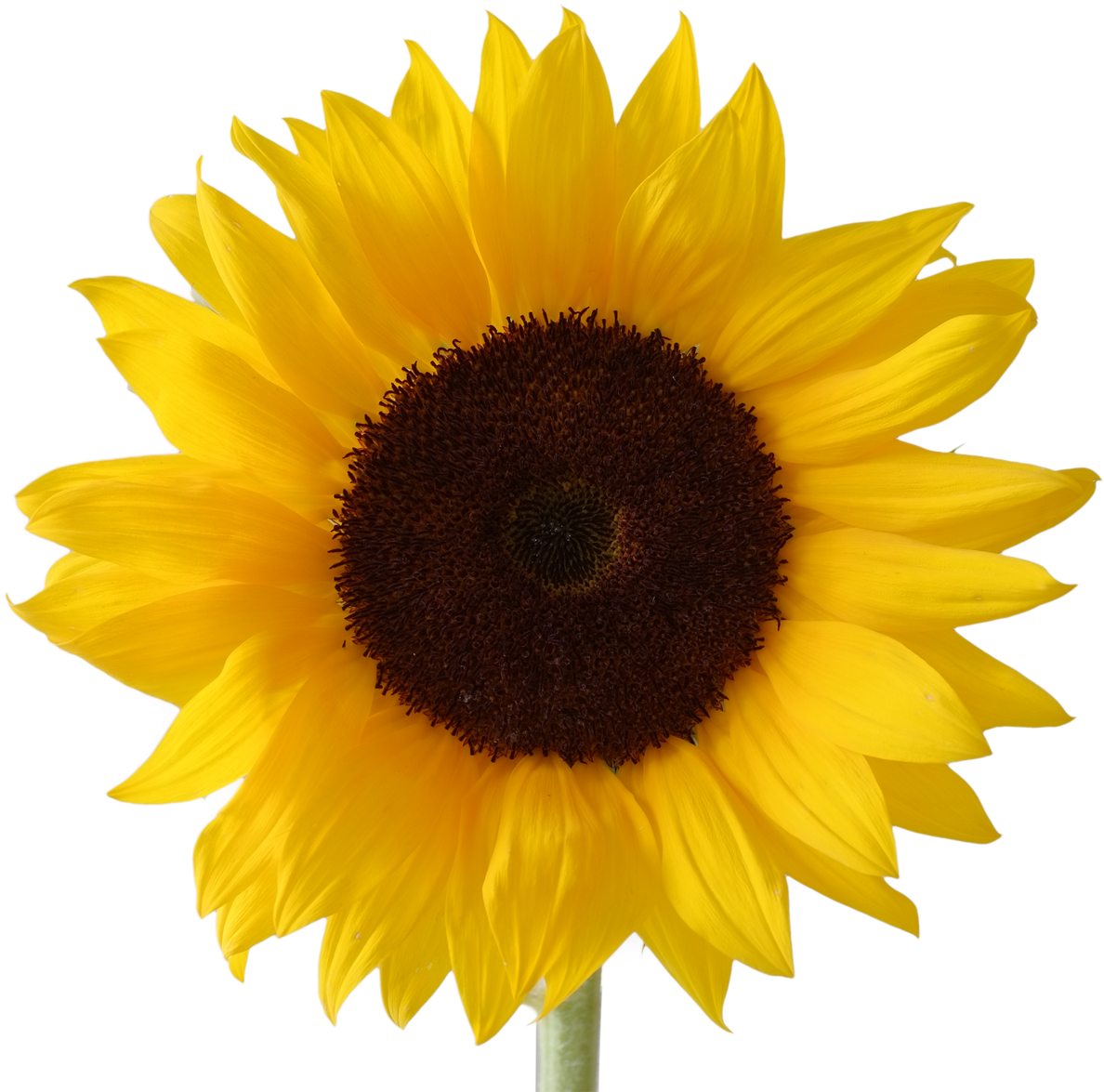 Sunflower - 14 - Sunflower Vector (1200x1200)