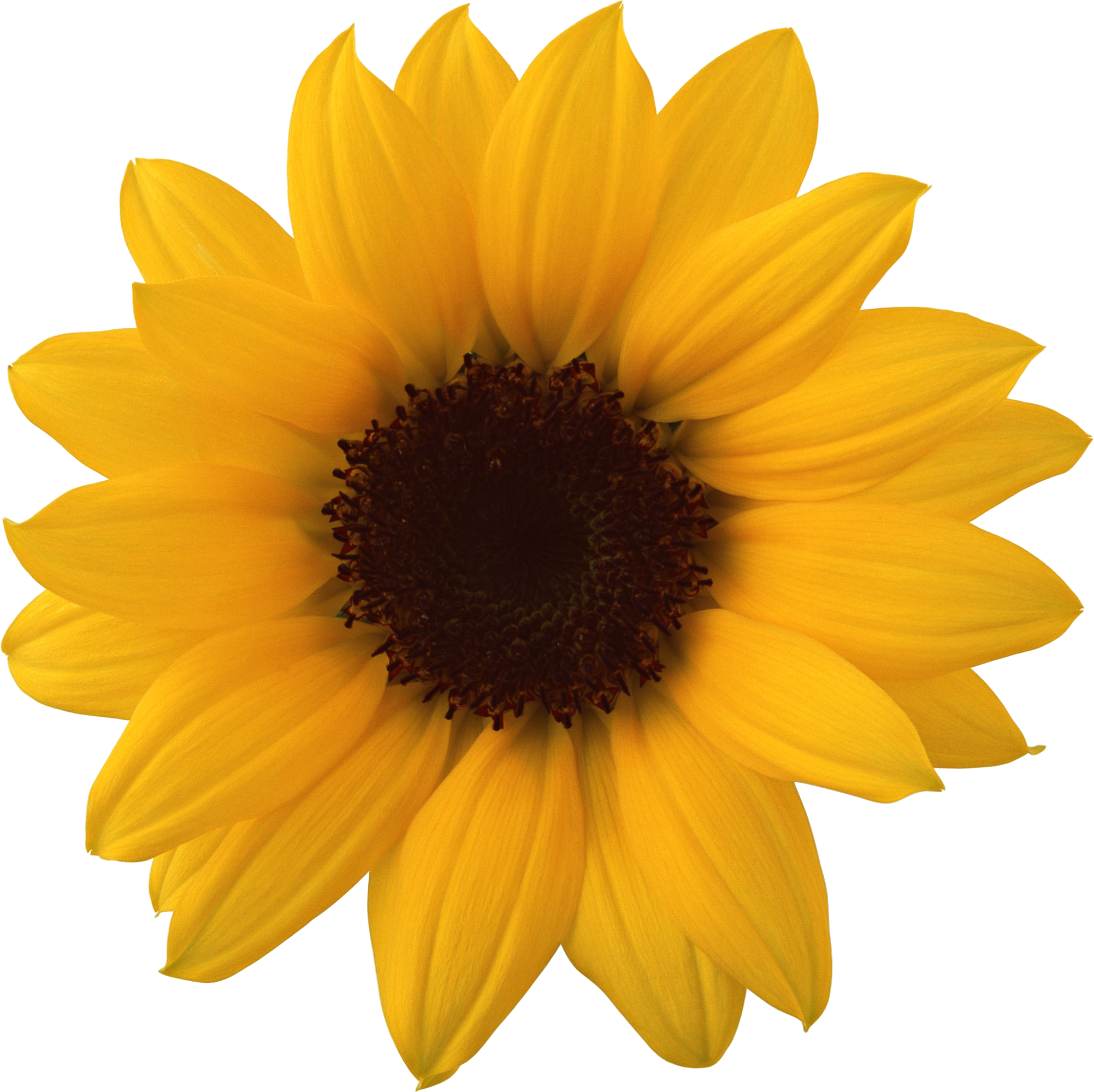 Sunflower Png (2003x1999)