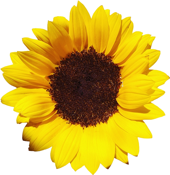 Free Download Of Sunflower Icon Clipart - Sunflower Png (601x621)