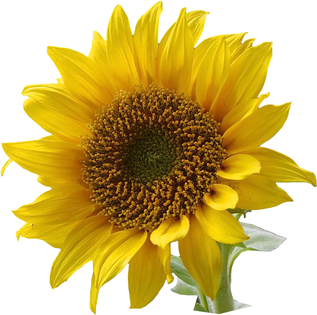 Sunflower Free Sunflower Clip Art Resolution Graphics - Flower With Transparent Background (645x641)