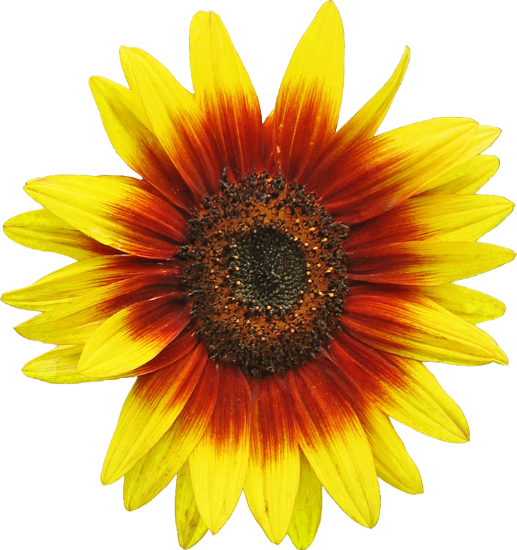 Free Sunflower Clipart Image 2 Clip Art - Sunflower Vector (752x800)
