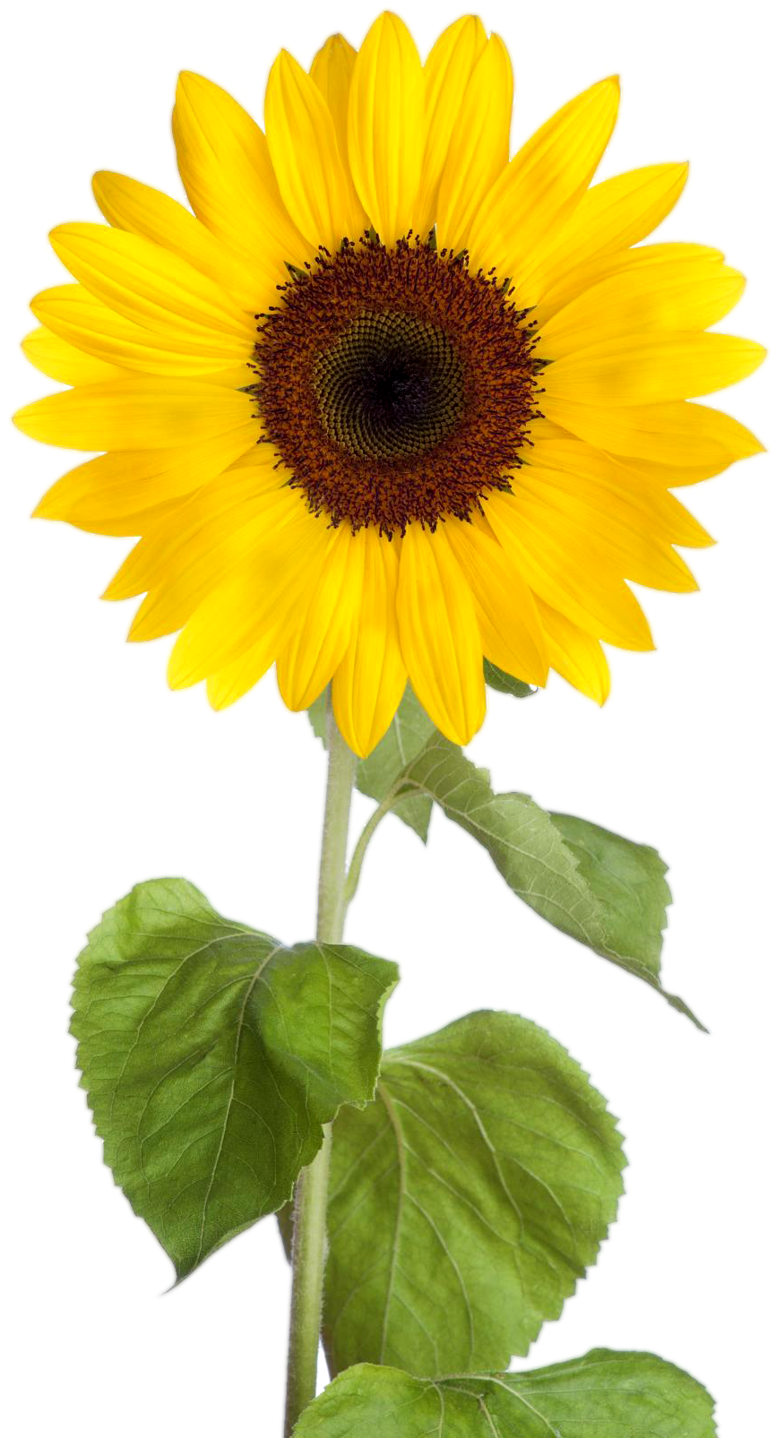 Png Image - Sunflower Png (1008x1680)
