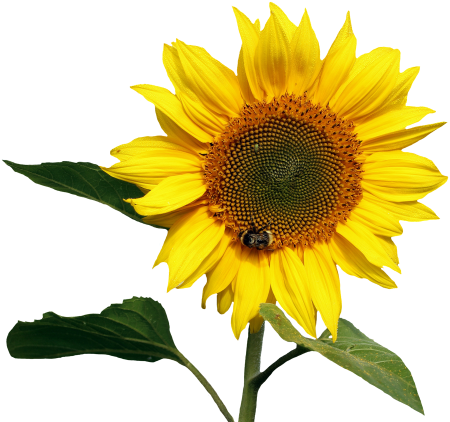 Sunflowers Png Transparent Images - Transparent Background Sunflower Png (500x440)