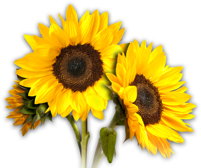 Sunflower Clipart Sunflower Clipart Pics - Sunflower Transparent (659x550)