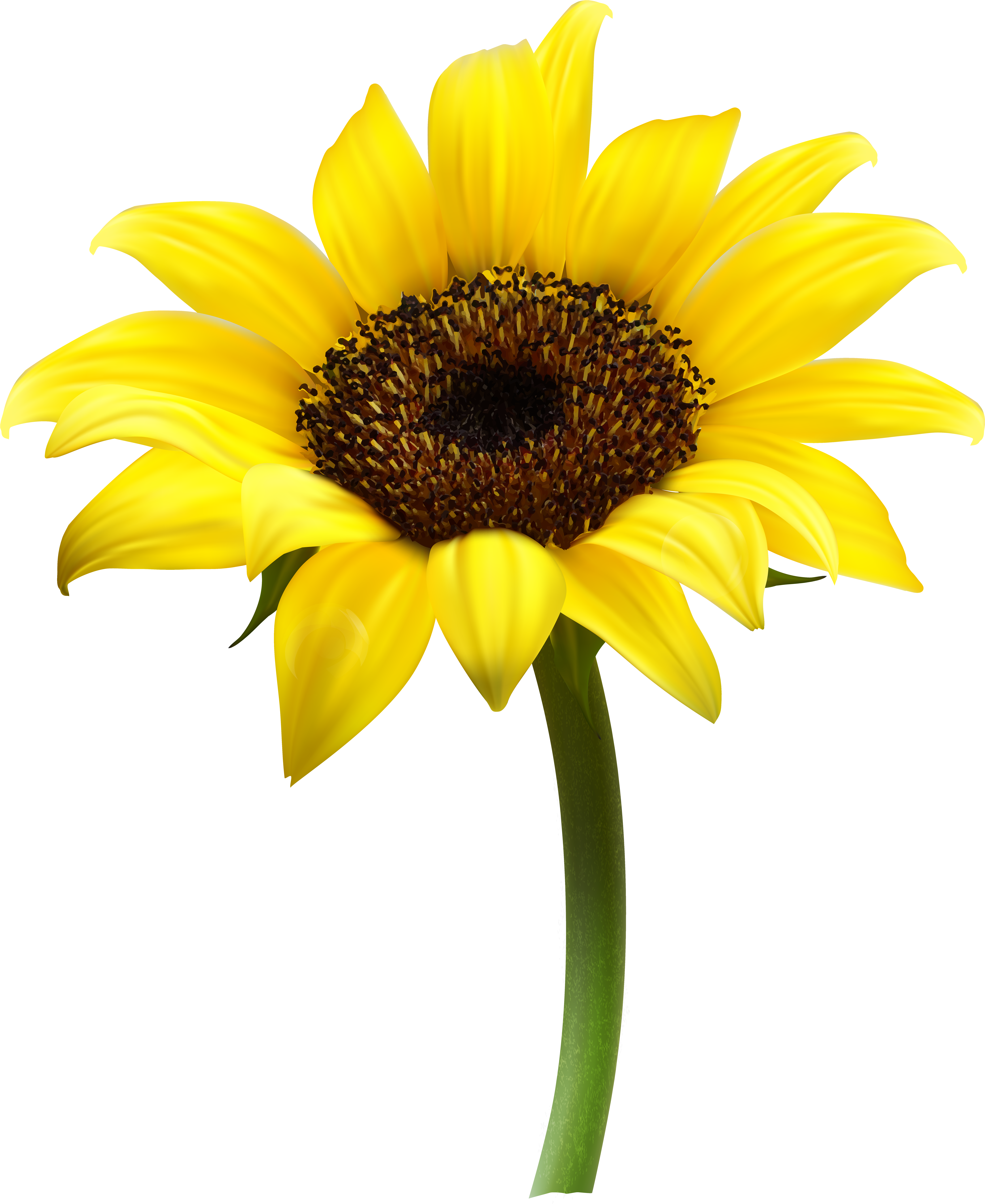 Beautiful Sunflower Transparent Png Clip Art Imageu200b - Beautiful Sunflower Transparent Png Clip Art Imageu200b (6544x8000)