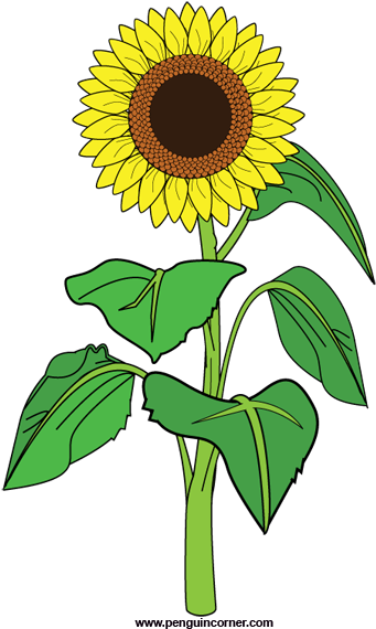 Sunflower Clip Art Free Clipart Images 2 Clipartbold - Clipart Sunflower (400x579)
