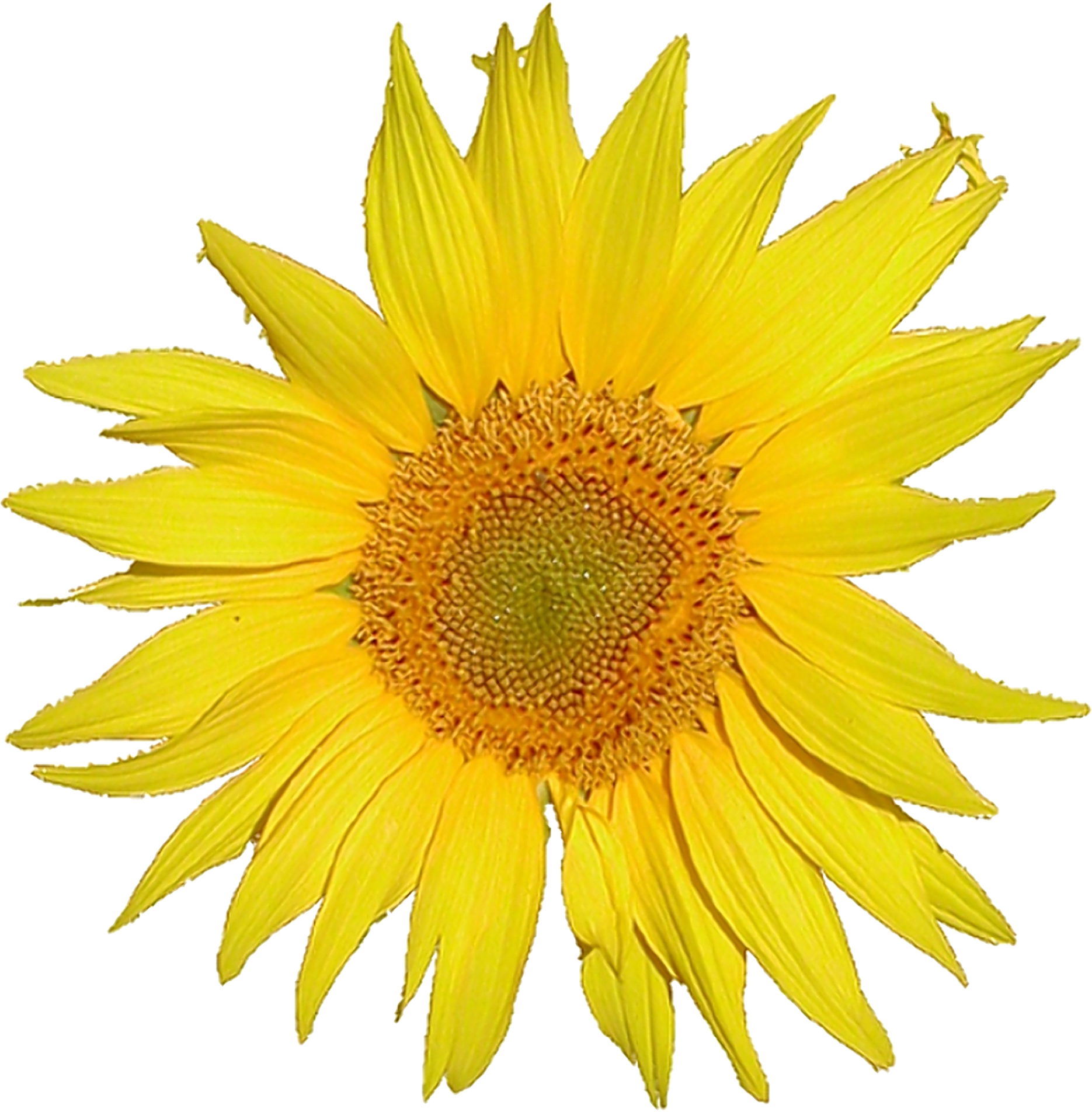 Description Mediawiki Logo Sunflower Tournesol 5x Png - Sunflower White Background (1870x1904)