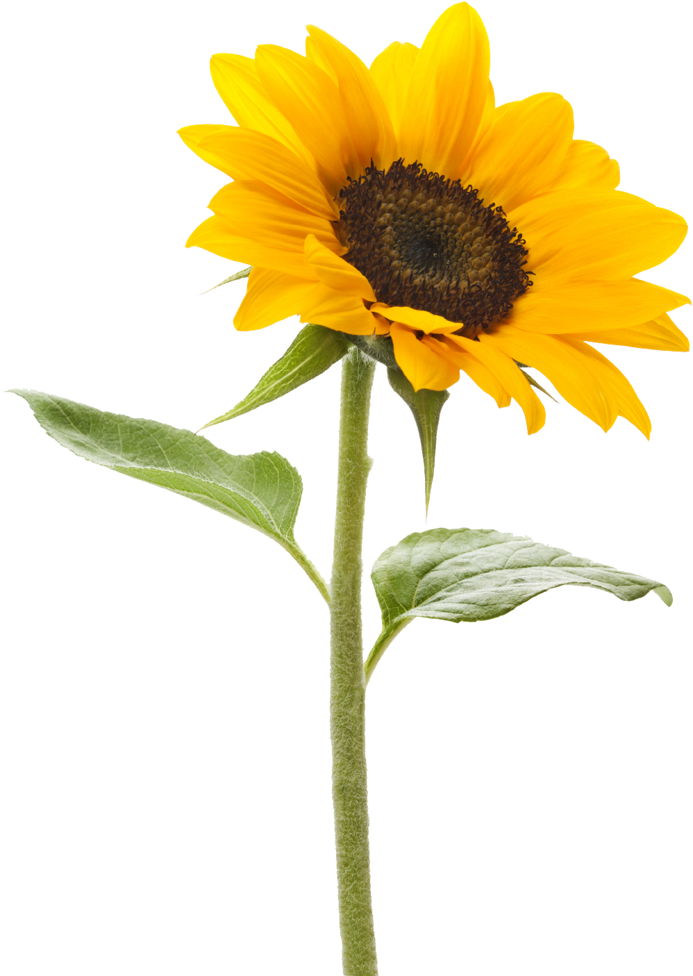 Sunflower Picture - Professionalism [book] (1241x1547)