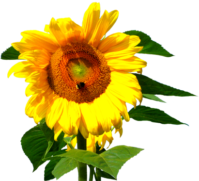 White Sunflower Png Flower Image Gallery - Sunflower With Bee Clipart (413x382)