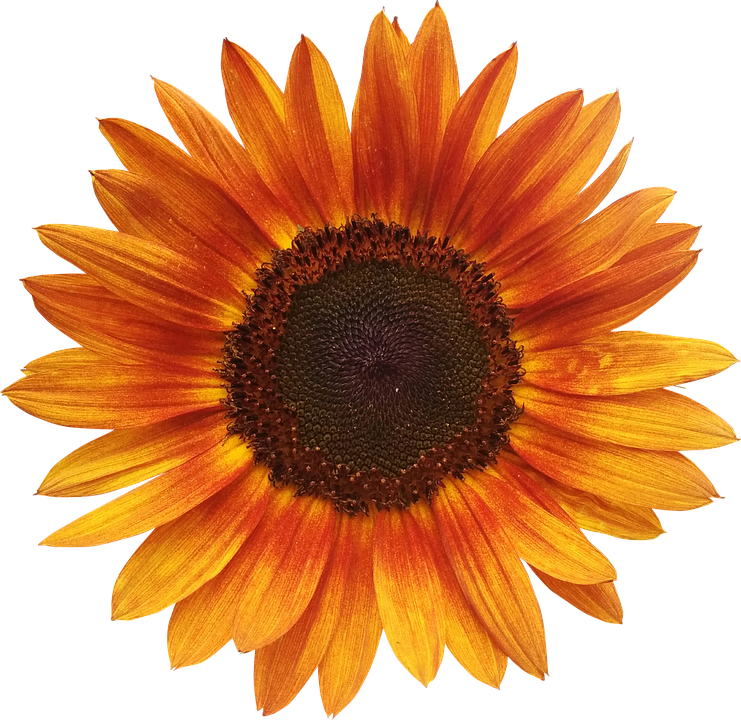 Sunflowers Cliparts 18, - Sunflower Orange (741x720)