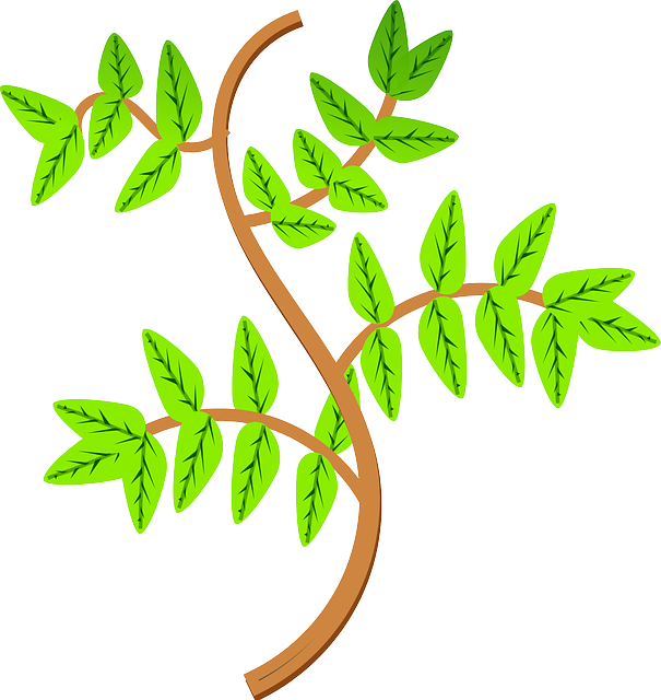 Leaves, Branch, Leaf, Plant - Rama De Una Planta (605x640)