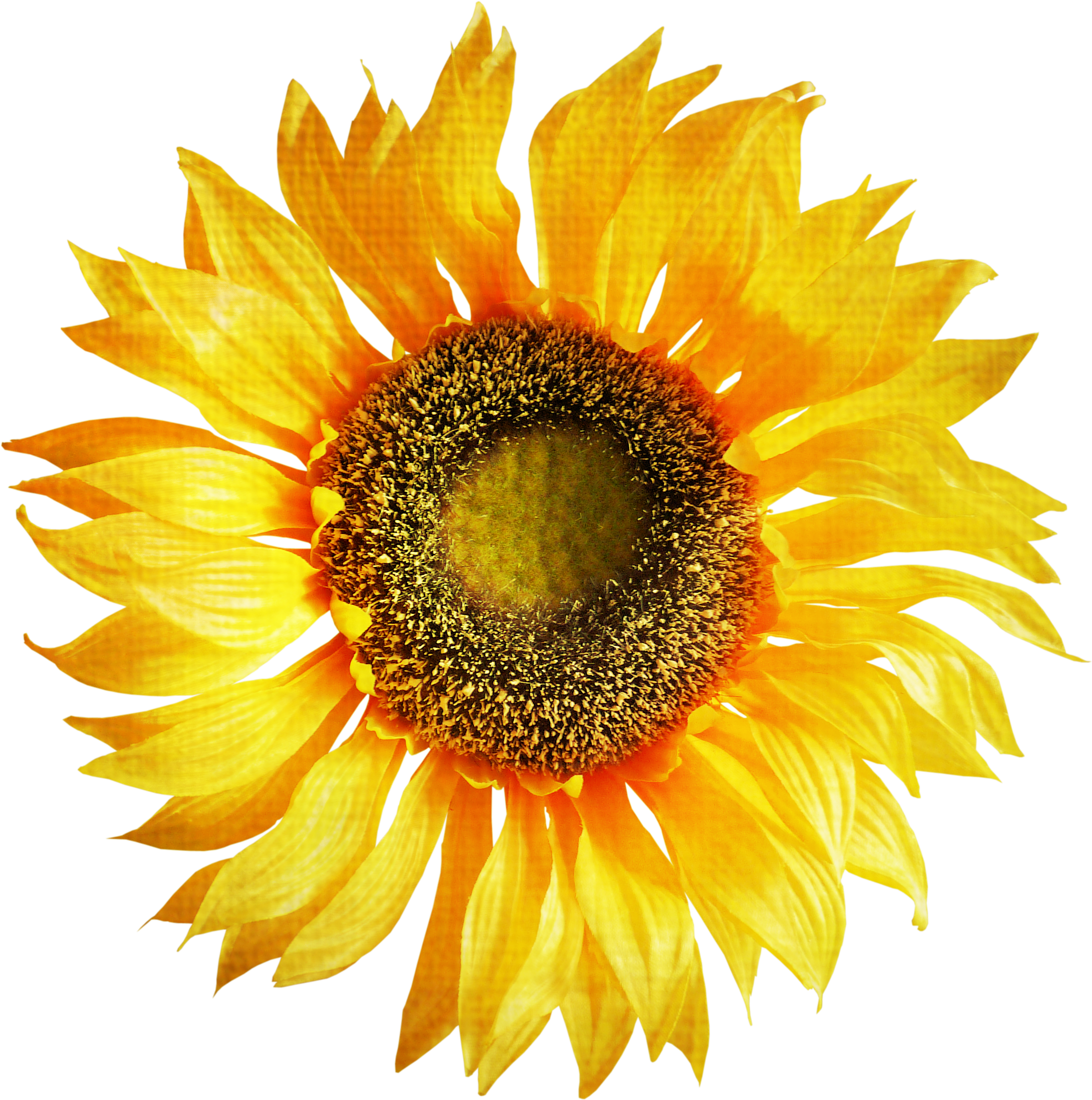 Sunflower Clipart Png Image - Sun Flower Images Png (2517x2525)