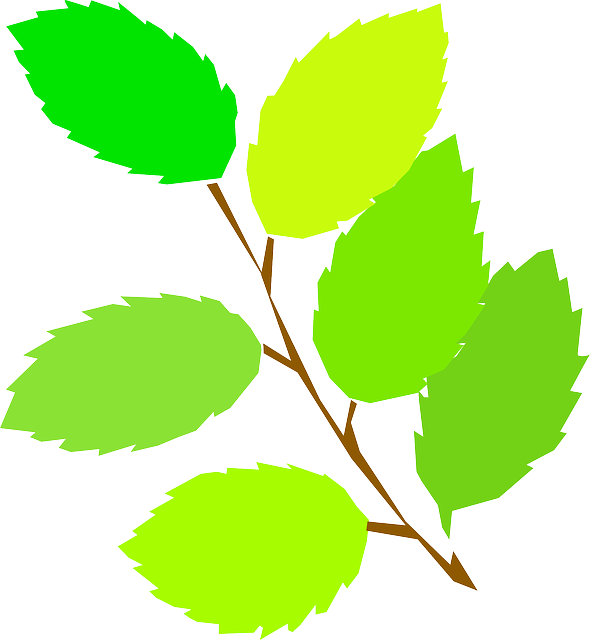 New, Simple, Leaf, Tree, Cartoon, Spring, Branch, Free - Spring Leaves Clipart (591x640)