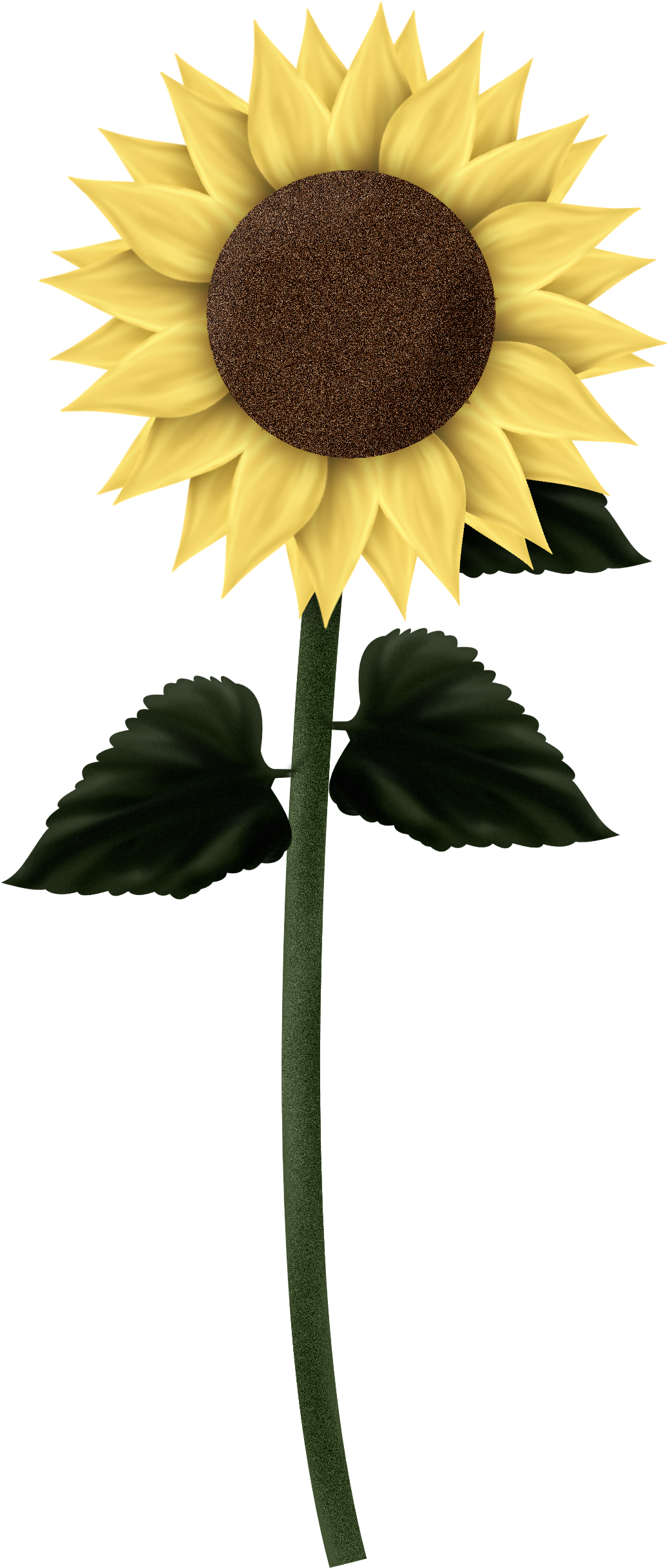 Sunflowers - Transparent Sunflower (2000x2600)