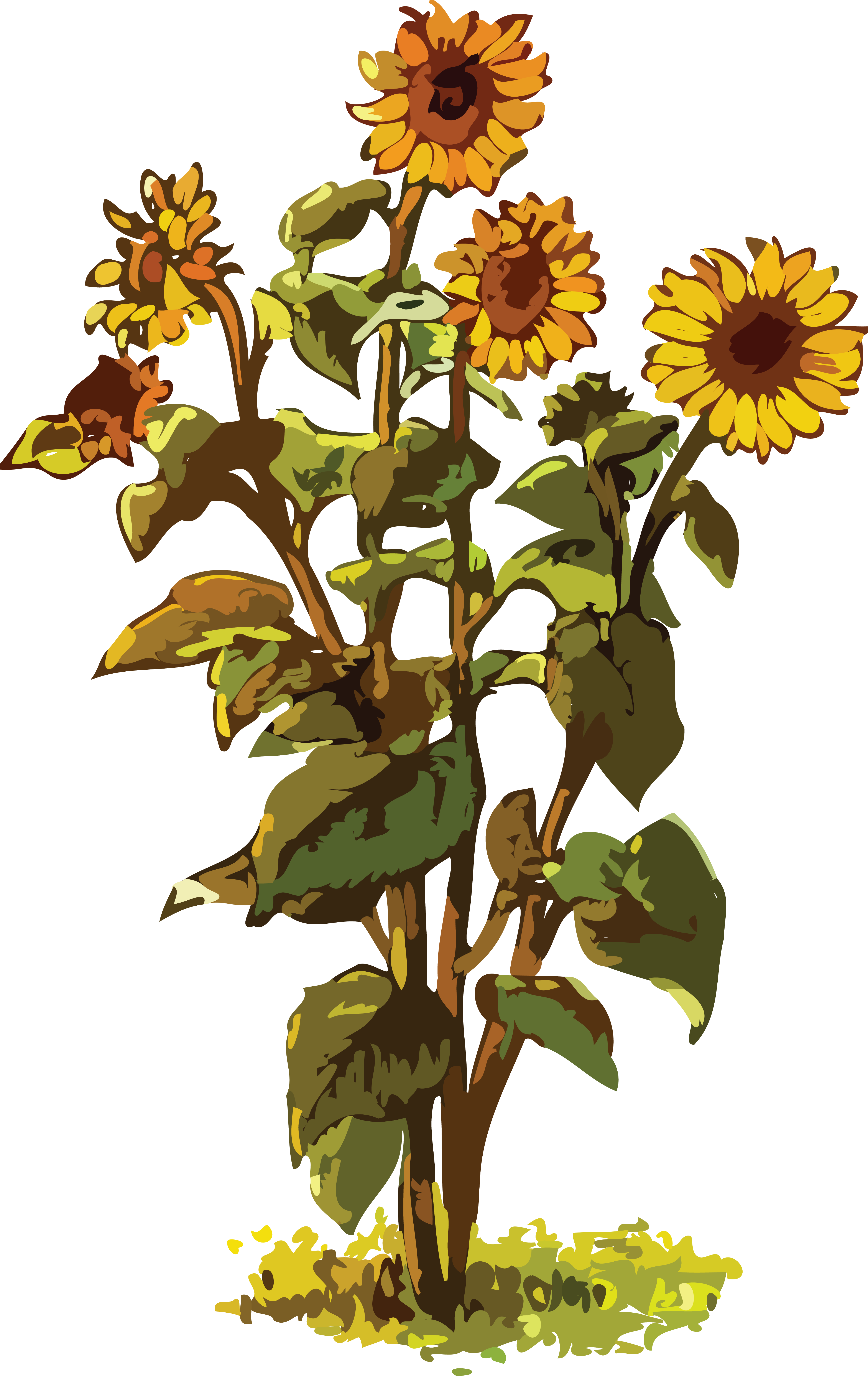Free Clipart Of A Sunflower Plant - Sunflower Plant Clipart (4000x6339)