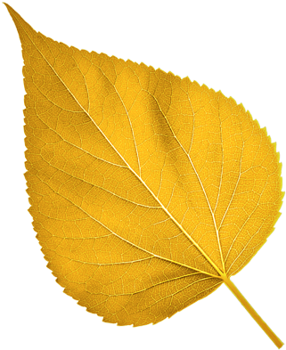 Find Out More >> - Gold Leaf Png Transparent (400x400)